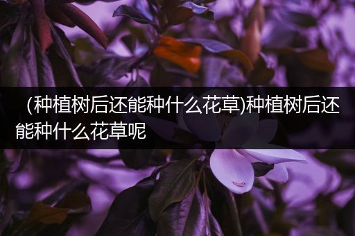 （种植树后还能种什么花草)种植树后还能种什么花草呢