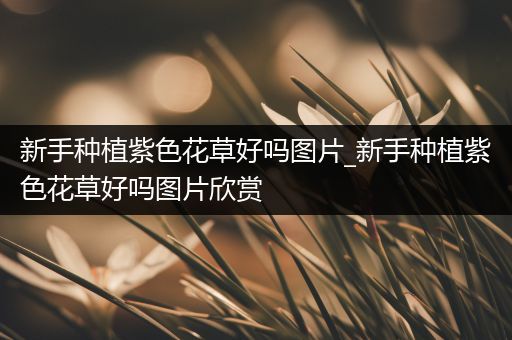 新手种植紫色花草好吗图片_新手种植紫色花草好吗图片欣赏