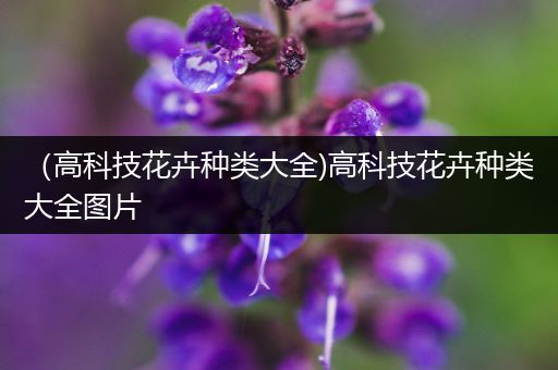（高科技花卉种类大全)高科技花卉种类大全图片