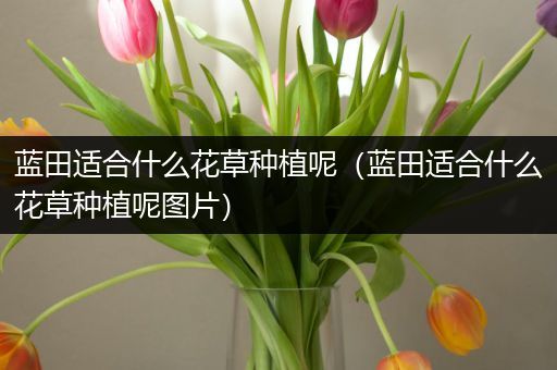 蓝田适合什么花草种植呢（蓝田适合什么花草种植呢图片）