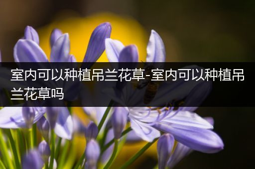 室内可以种植吊兰花草-室内可以种植吊兰花草吗