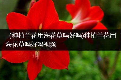 （种植兰花用海花草吗好吗)种植兰花用海花草吗好吗视频