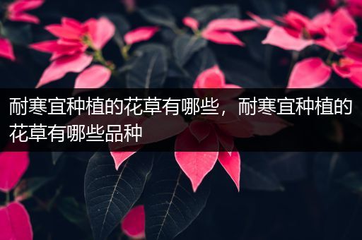 耐寒宜种植的花草有哪些，耐寒宜种植的花草有哪些品种