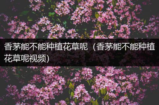 香茅能不能种植花草呢（香茅能不能种植花草呢视频）