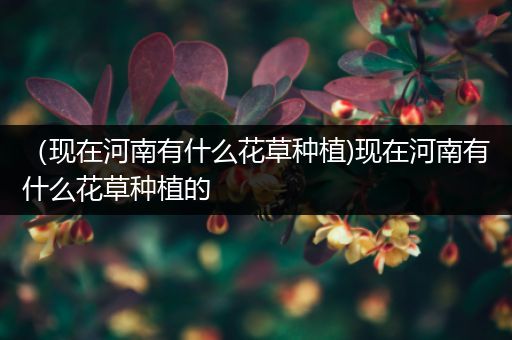 （现在河南有什么花草种植)现在河南有什么花草种植的