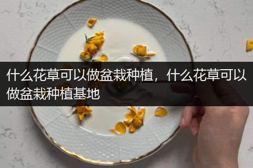 什么花草可以做盆栽种植，什么花草可以做盆栽种植基地