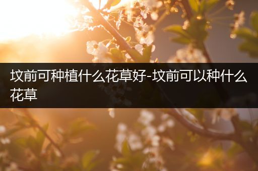 坟前可种植什么花草好-坟前可以种什么花草