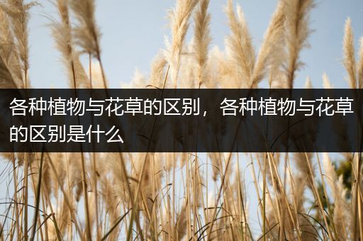 各种植物与花草的区别，各种植物与花草的区别是什么