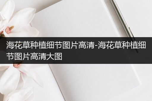 海花草种植细节图片高清-海花草种植细节图片高清大图