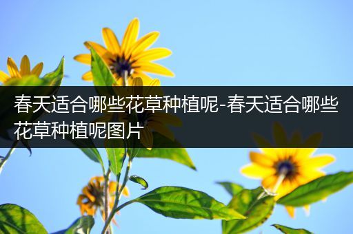 春天适合哪些花草种植呢-春天适合哪些花草种植呢图片