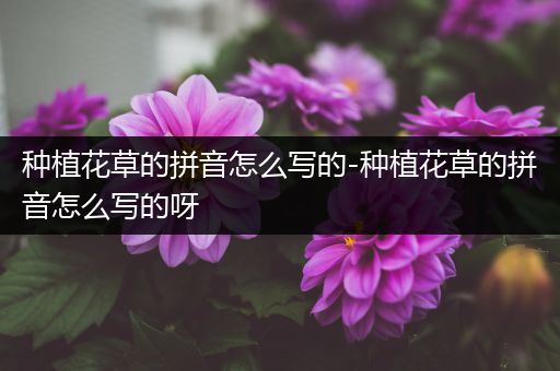种植花草的拼音怎么写的-种植花草的拼音怎么写的呀