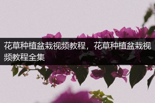 花草种植盆栽视频教程，花草种植盆栽视频教程全集