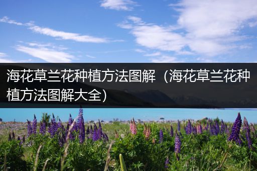 海花草兰花种植方法图解（海花草兰花种植方法图解大全）