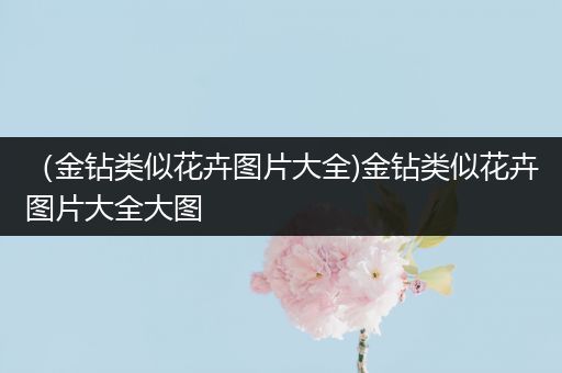 （金钻类似花卉图片大全)金钻类似花卉图片大全大图