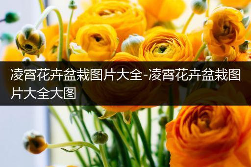 凌霄花卉盆栽图片大全-凌霄花卉盆栽图片大全大图