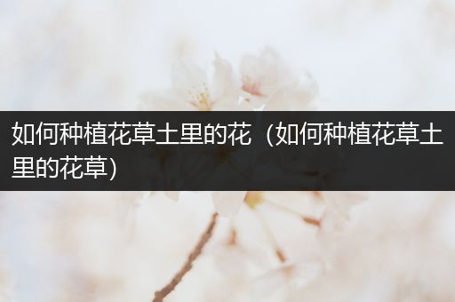 如何种植花草土里的花（如何种植花草土里的花草）