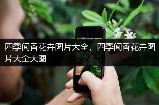 四季闻香花卉图片大全，四季闻香花卉图片大全大图