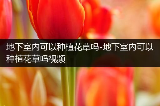 地下室内可以种植花草吗-地下室内可以种植花草吗视频