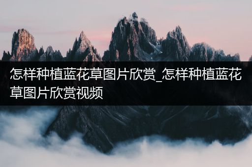 怎样种植蓝花草图片欣赏_怎样种植蓝花草图片欣赏视频