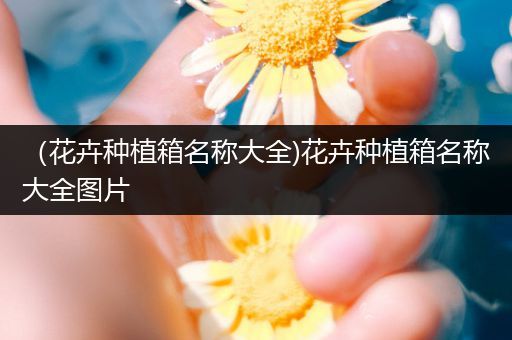（花卉种植箱名称大全)花卉种植箱名称大全图片