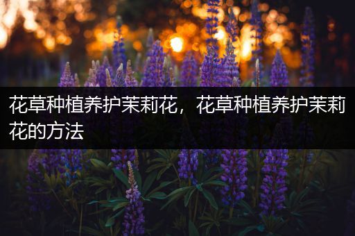 花草种植养护茉莉花，花草种植养护茉莉花的方法