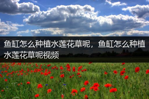 鱼缸怎么种植水莲花草呢，鱼缸怎么种植水莲花草呢视频