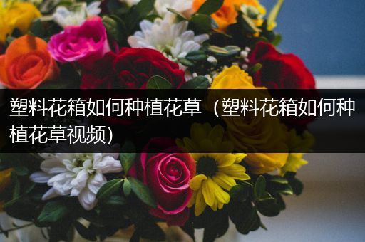 塑料花箱如何种植花草（塑料花箱如何种植花草视频）