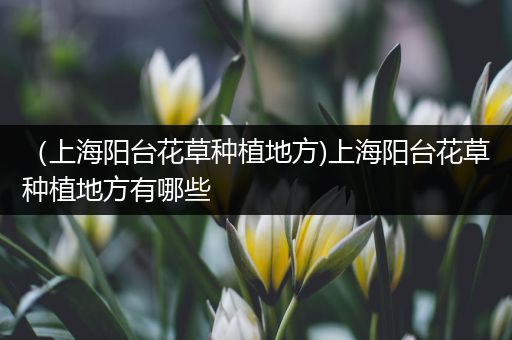 （上海阳台花草种植地方)上海阳台花草种植地方有哪些