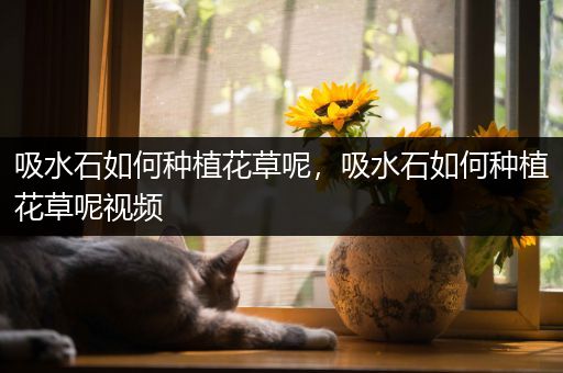 吸水石如何种植花草呢，吸水石如何种植花草呢视频