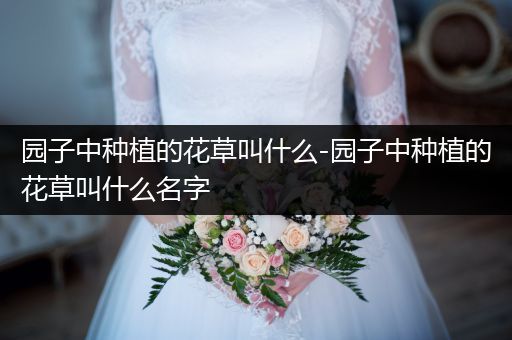 园子中种植的花草叫什么-园子中种植的花草叫什么名字