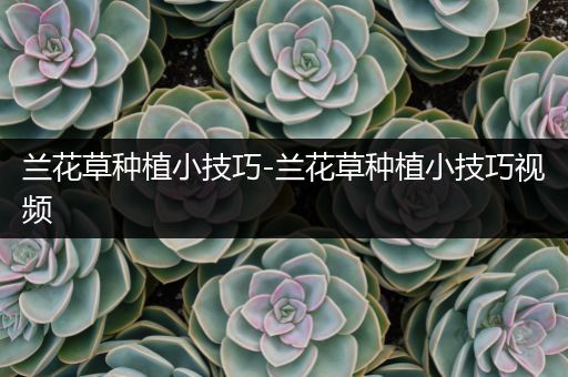 兰花草种植小技巧-兰花草种植小技巧视频