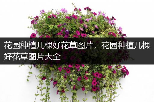 花园种植几棵好花草图片，花园种植几棵好花草图片大全