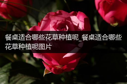 餐桌适合哪些花草种植呢_餐桌适合哪些花草种植呢图片