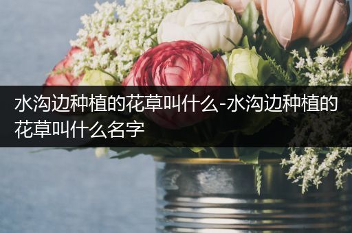 水沟边种植的花草叫什么-水沟边种植的花草叫什么名字