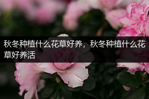 秋冬种植什么花草好养，秋冬种植什么花草好养活