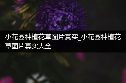 小花园种植花草图片真实_小花园种植花草图片真实大全