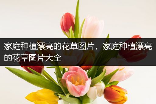 家庭种植漂亮的花草图片，家庭种植漂亮的花草图片大全