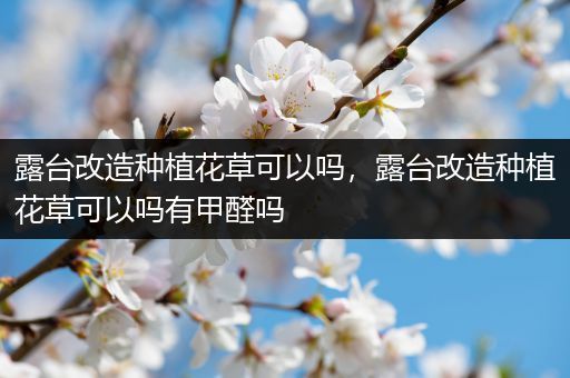 露台改造种植花草可以吗，露台改造种植花草可以吗有甲醛吗