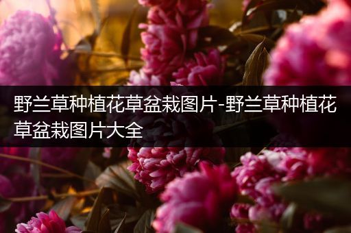 野兰草种植花草盆栽图片-野兰草种植花草盆栽图片大全