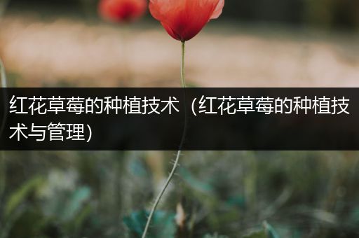 红花草莓的种植技术（红花草莓的种植技术与管理）