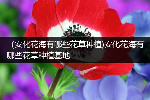 （安化花海有哪些花草种植)安化花海有哪些花草种植基地
