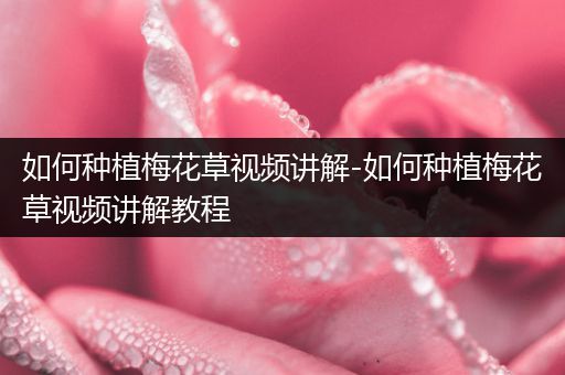 如何种植梅花草视频讲解-如何种植梅花草视频讲解教程