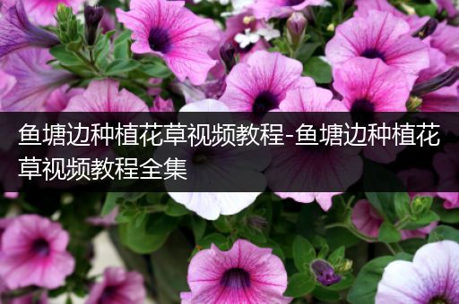 鱼塘边种植花草视频教程-鱼塘边种植花草视频教程全集