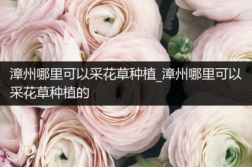 漳州哪里可以采花草种植_漳州哪里可以采花草种植的