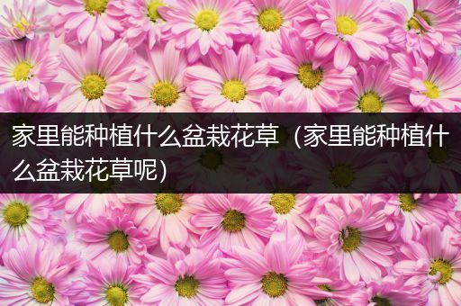 家里能种植什么盆栽花草（家里能种植什么盆栽花草呢）