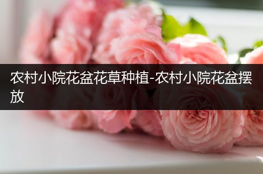 农村小院花盆花草种植-农村小院花盆摆放