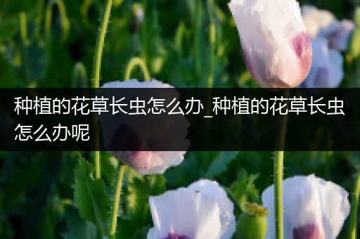 种植的花草长虫怎么办_种植的花草长虫怎么办呢