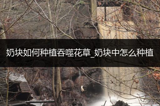 奶块如何种植吞噬花草_奶块中怎么种植