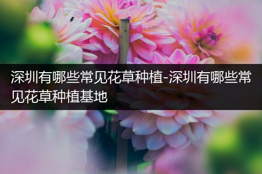 深圳有哪些常见花草种植-深圳有哪些常见花草种植基地