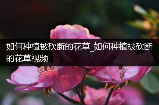 如何种植被砍断的花草_如何种植被砍断的花草视频